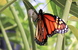 Shifting from Surviving to Thriving – Cultivating a Growth Mindset