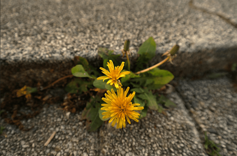 The Foundations of Resilience: Unlocking Your Greatest Strength in 2025