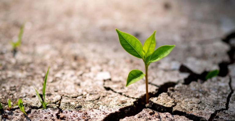 Resilience Is a Strategy: How Leaders Can Thrive in Times of Adversity
